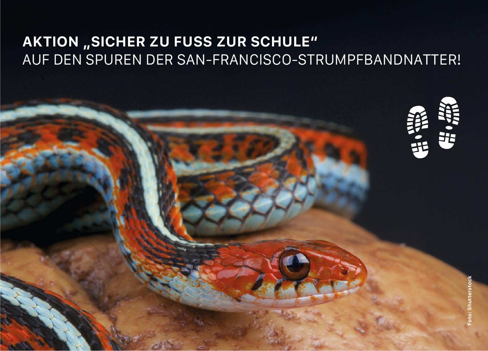 Strumpfbandnatter Postkarte